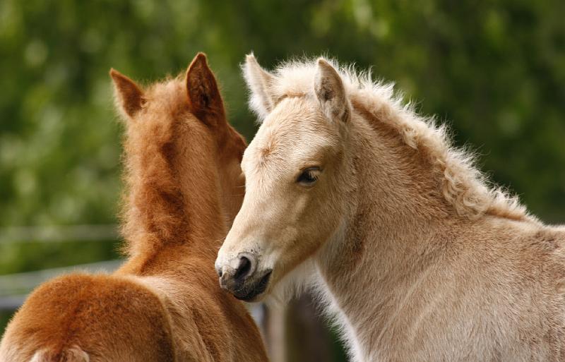 Heidmoor Fohlen Mai 2009 (7).jpg